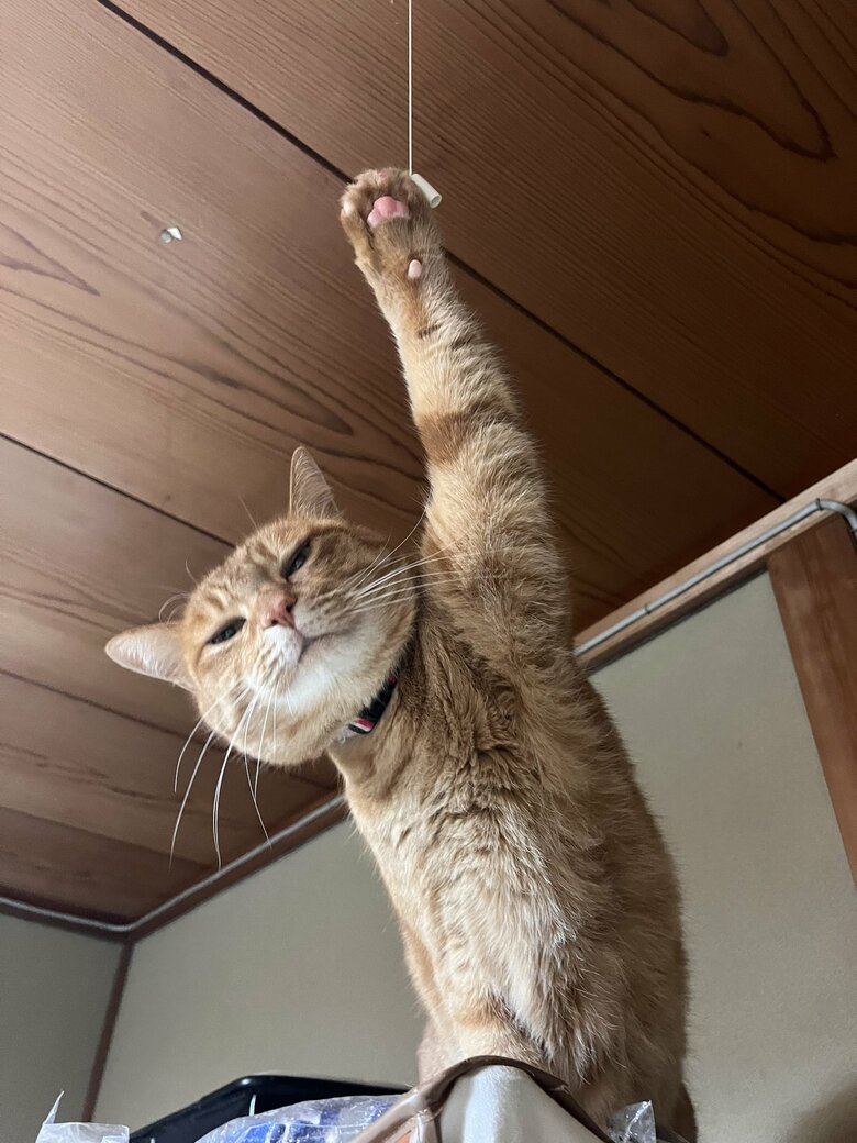 今回（5回目）のいたずらをしたときの表情