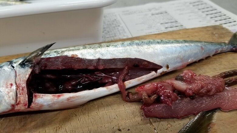 マサバを開くと…（提供：福井県立大学）