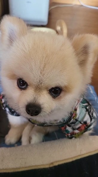 9秒の動画中、微動だにせずカメラを睨み続けるマメすけくん