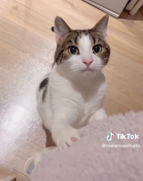 だっこをおねだりするうずらちゃん