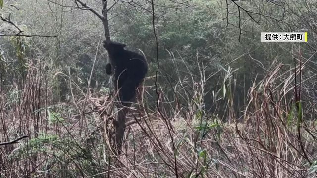 福島県大熊町で捕獲されたクマ（画像提供：大熊町）