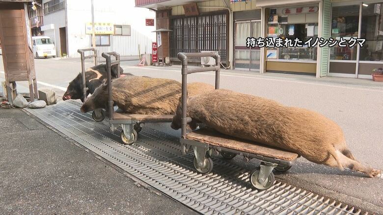 イノシシとクマ