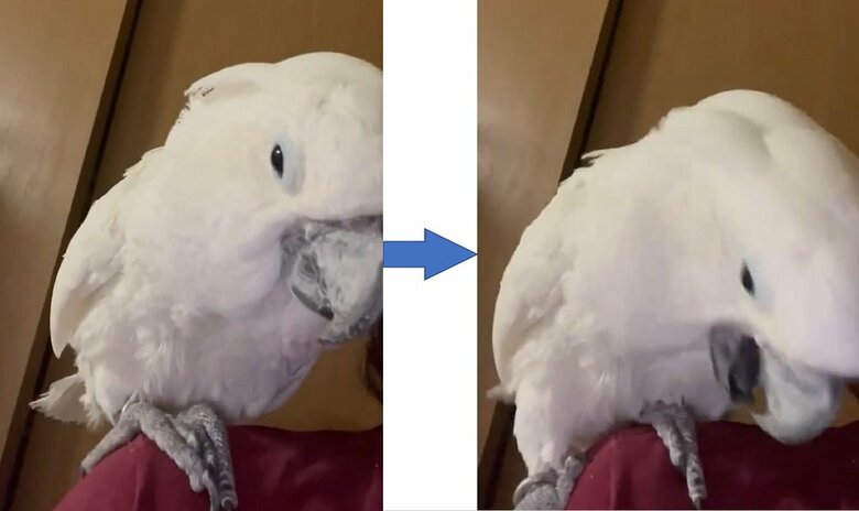 爪切り後はスルリと滑りそうになることが多いそう