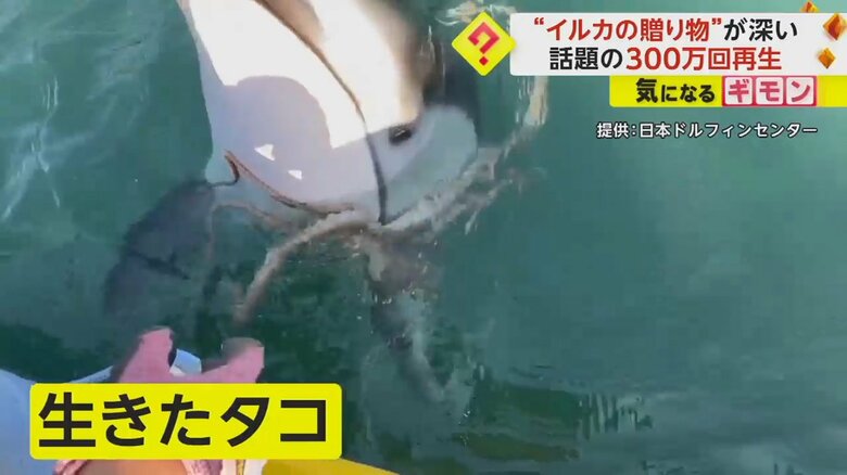 体に生きたタコが張り付いてしまっている