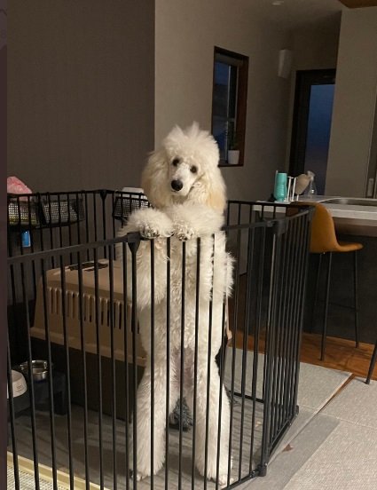 ケージの中でもスッと立ち…