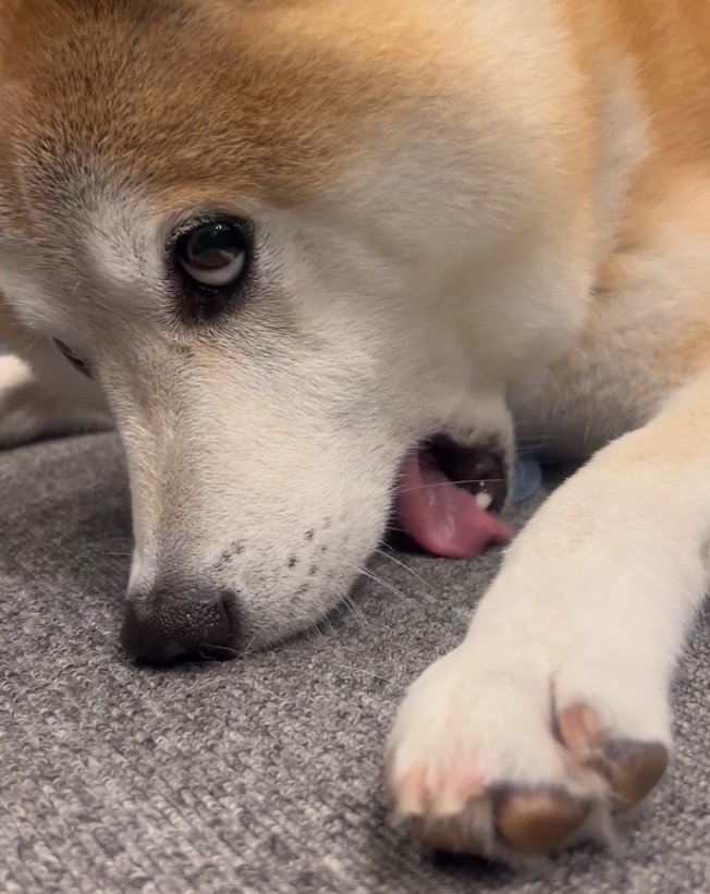 提供：柴犬 sasuke_紗助さん