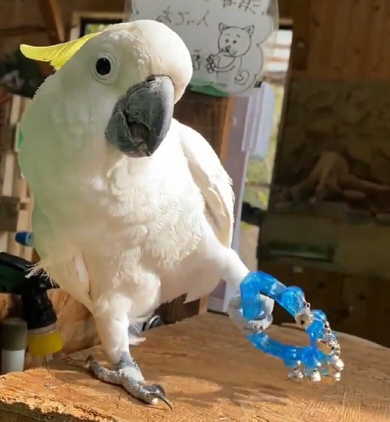 手に持ってフリフリ（提供：長崎バイオパーク）