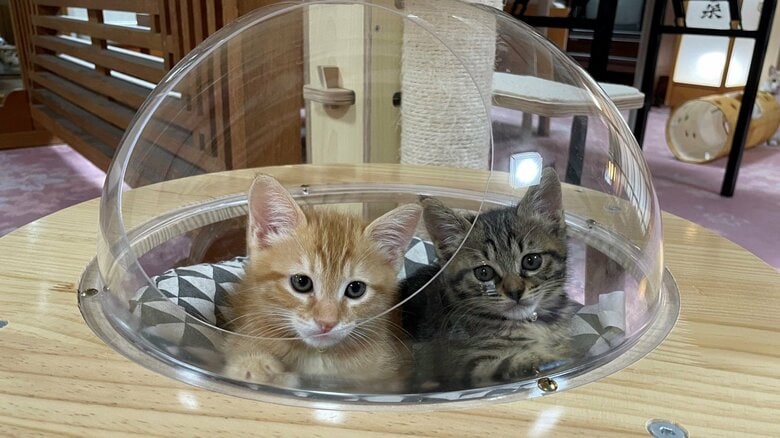 うめ吉くん（左）とあんずちゃん（桐屋旅館のTwitterより）