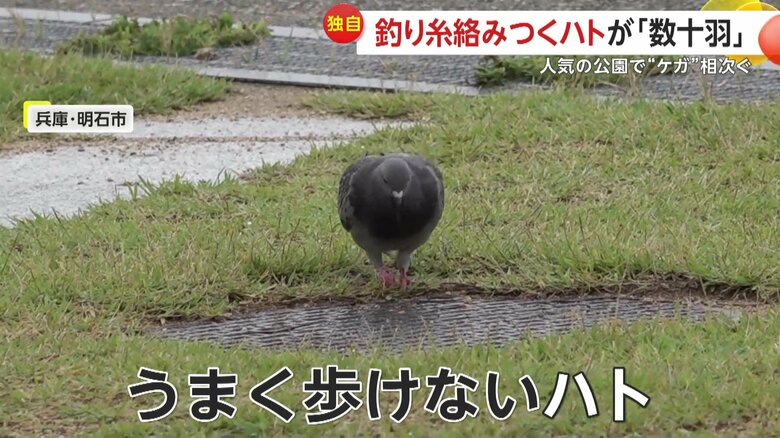 うまく歩くことができていないハト