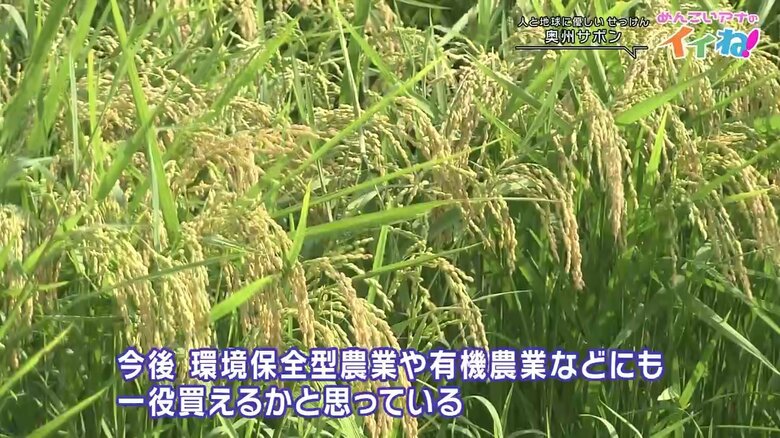 織田さんが育てている「オーガニック米」