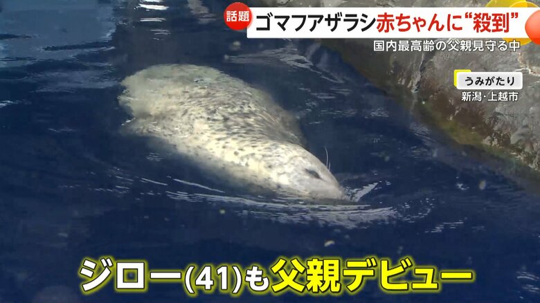 プールを泳ぐ国内最高齢のゴマフアザラシ・ジロー