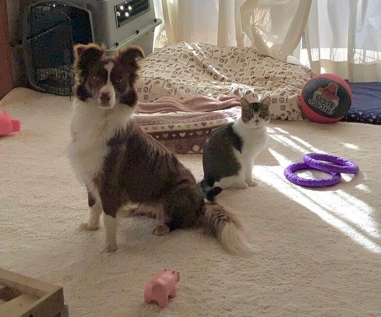 左：ゆにちゃん　右：メッシくん（提供：ゆに＆メッシさん）