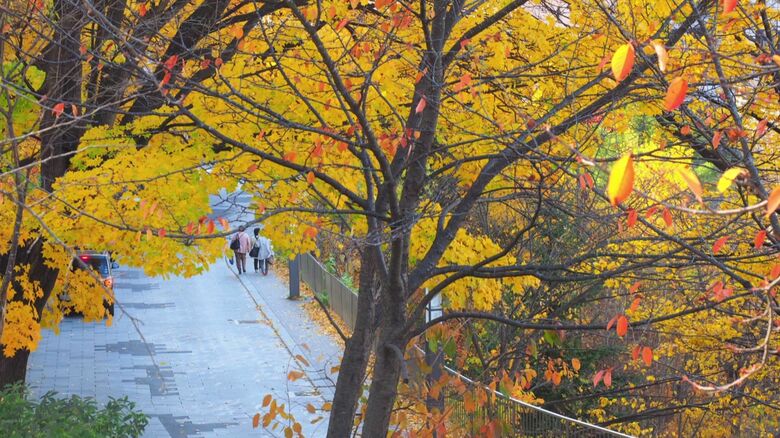 定山渓の紅葉の様子（提供：定山渓観光協会）