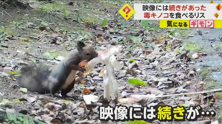 国営滝野すずらん丘陵公園で毒キノコを食べるリスの映像