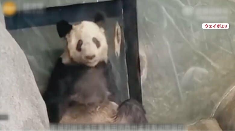 米・テネシー州の「メンフィス動物園」で飼育されているというヤーヤー（22）