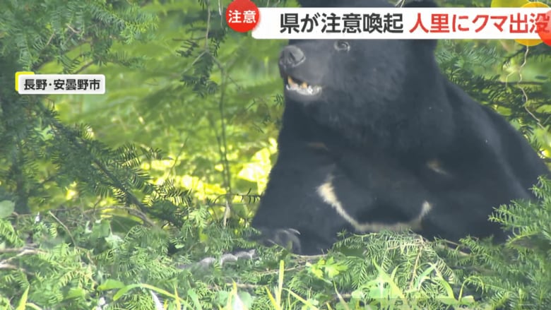 警戒しているのか、少しの音にも敏感に反応するクマ