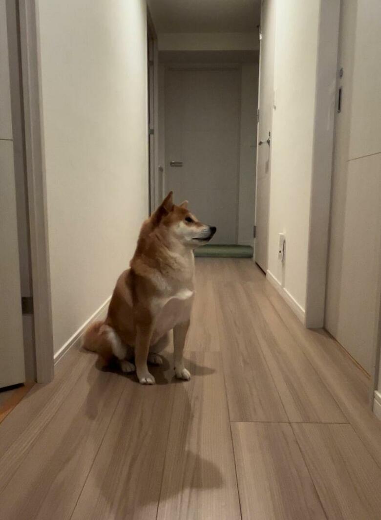 お風呂を待つことが日課（提供：柴犬けいちゃん）