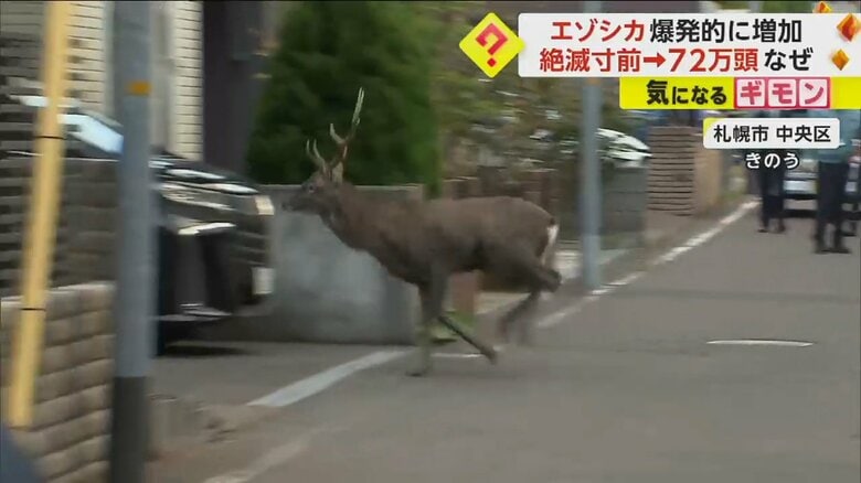 住宅街にシカが出没