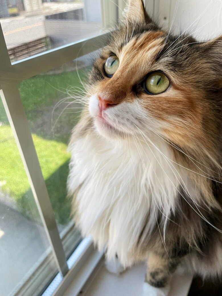 ひまりちゃん（提供：つくね＆ひまりさん）