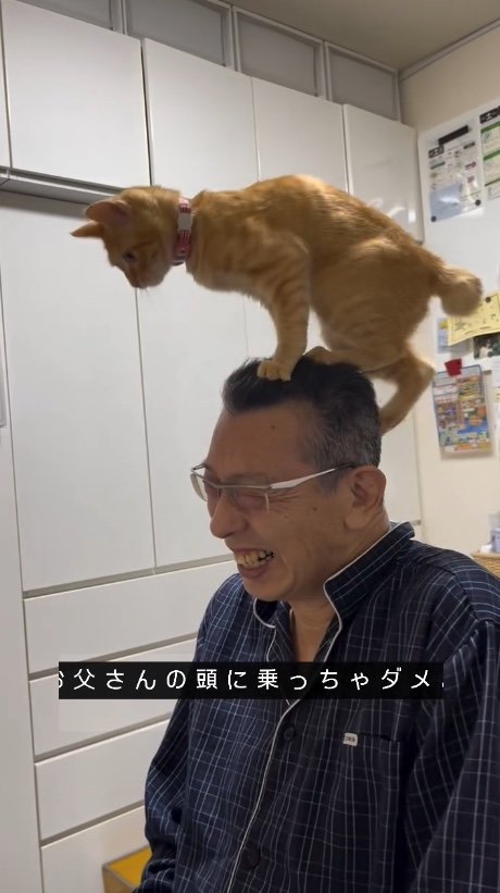 提供：cohakuさん
