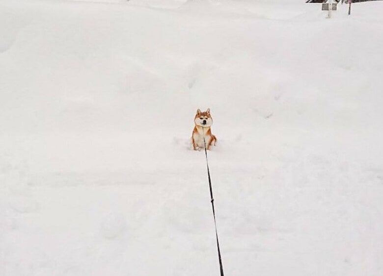 提供：あおとはなさん
