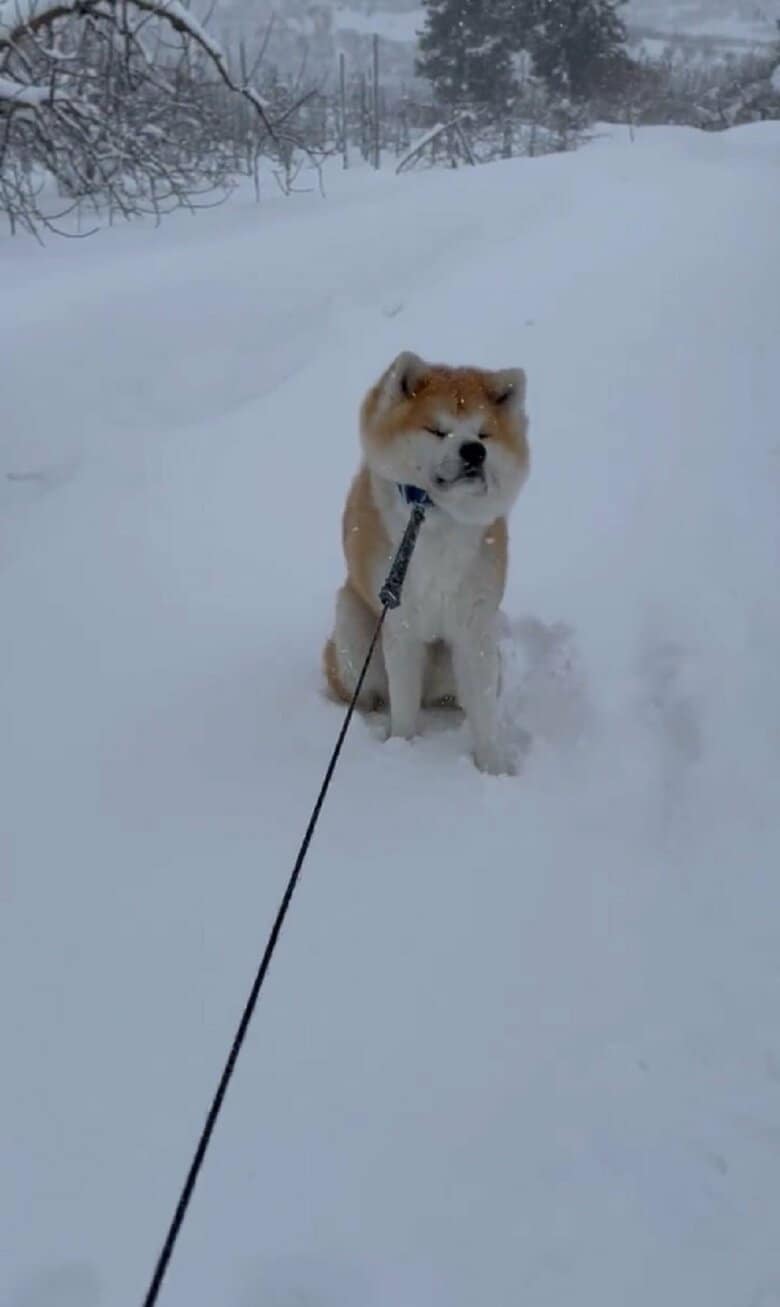 飼い主さんにリードを引かれ、一歩前へ