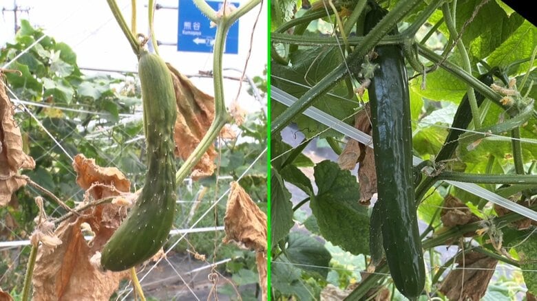 左:暑さで変形してしまったキュウリ　右:通常のキュウリ