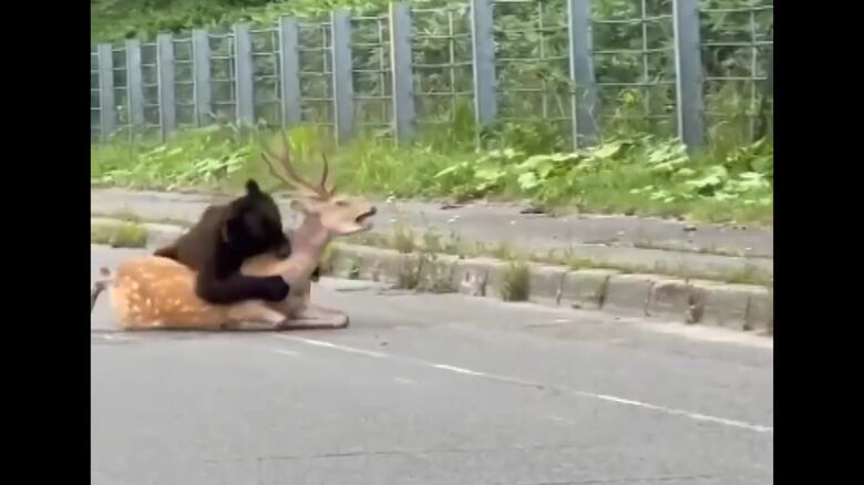 餌不足によりシカを襲った可能性（撮影：視聴者）