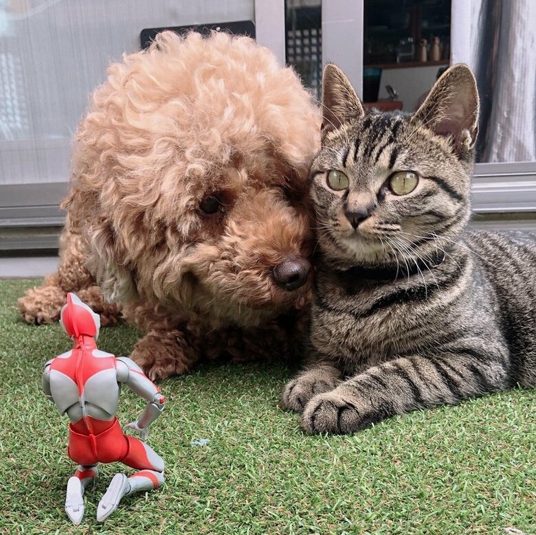 リクくんとアテチちゃん　2匹を見守るうるちょらさん