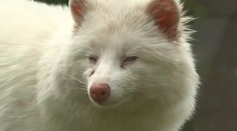 アルビノ個体のオス「リュウ」