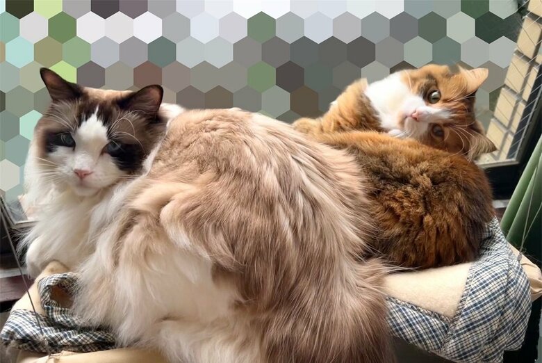 左：先住猫のとろろくん　右：麦ちゃん