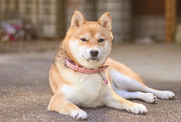提供：shiba_mugi_さん