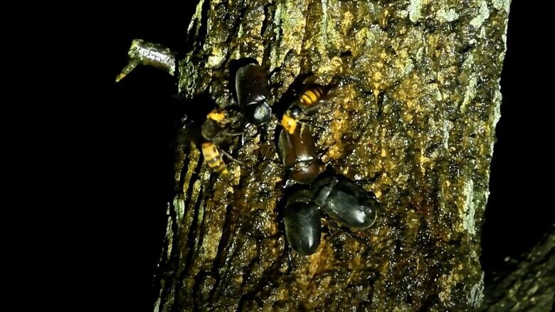 カブトムシがオオスズメバチに退散するまで（その3）