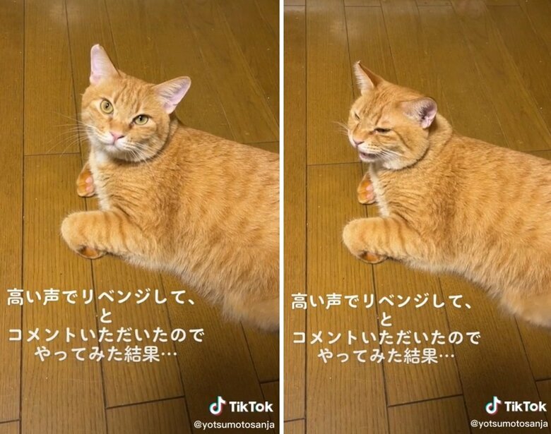 左が四元さん、右が奥さんへの反応