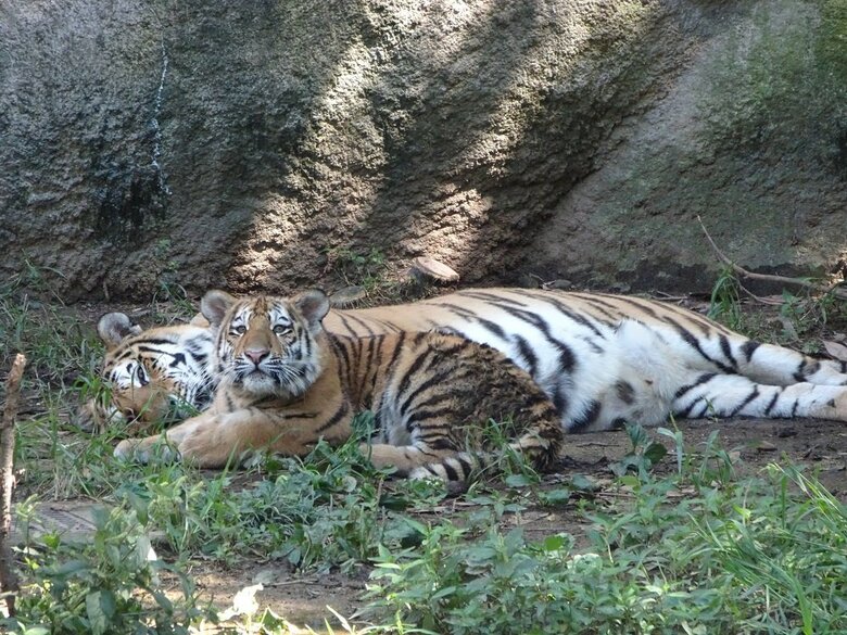 （提供：浜松市動物園）