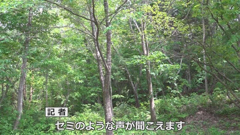 森の中から「ジージー」という鳴き声が