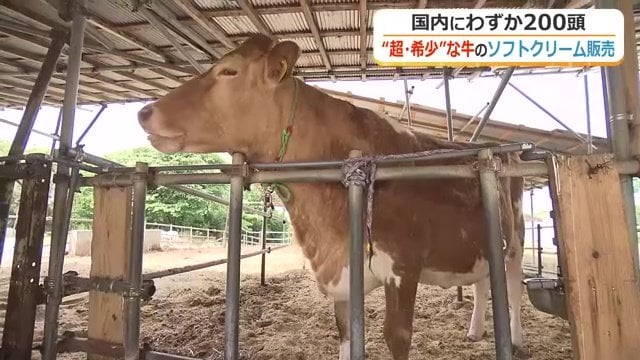 ガンジー牛の「みち」