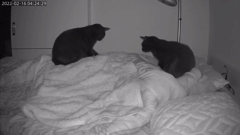 布団の上からふみふみ&飼い主の顔に密着