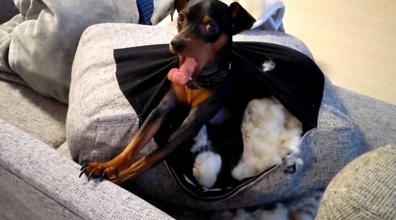 クッションを破壊！中に入り優雅にあくびをしている