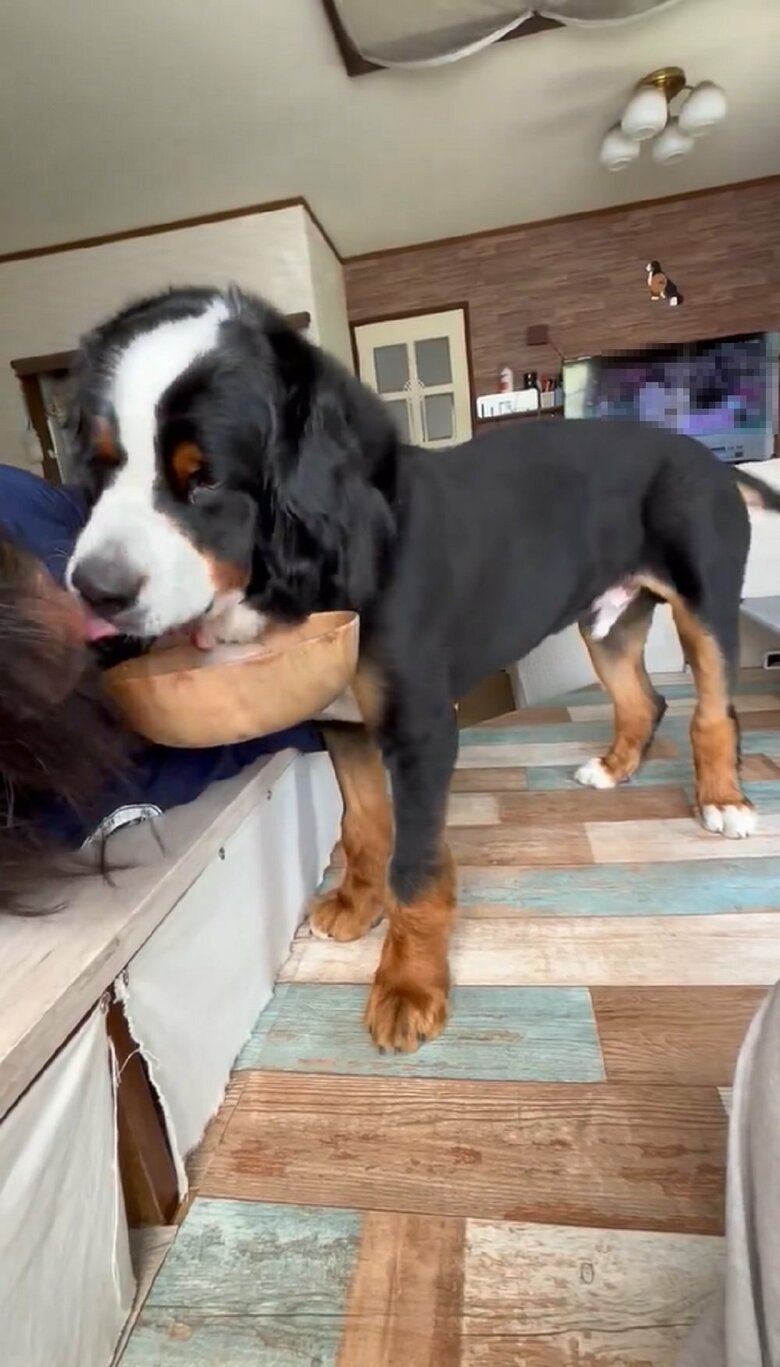 顔を上げたときに、ペロッっとパパさんをなめる