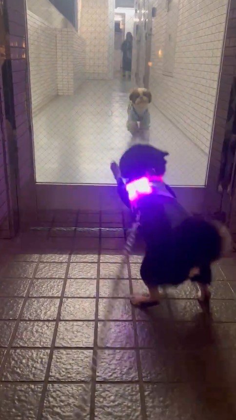 提供：豆柴ごま娘さん