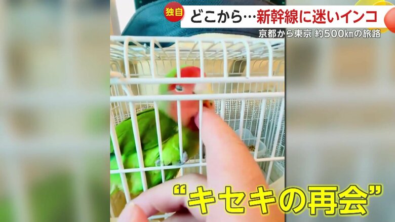 無事帰宅したインコ（映像提供：飼い主）