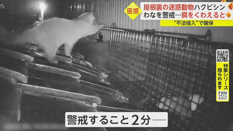 わなの中へ入った