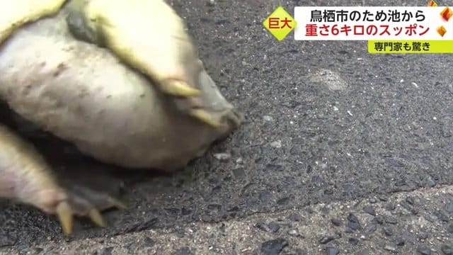 首を伸ばして寝返り