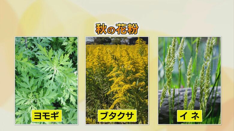 花粉症を引き起こす植物