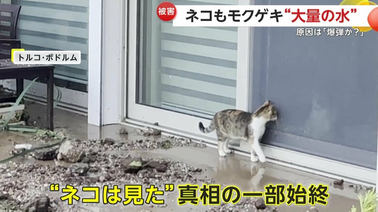 ネコたちも目の当たりにしていたとんだハプニングの一部始終