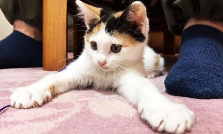 きなこちゃん
