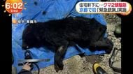 【速報】近畿で２件目の「緊急銃猟」実施　京都・舞鶴市の民家の軒下で見つかったツキノワグマ２頭を麻酔銃で捕獲　親子か