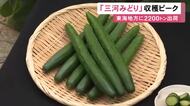 パリッとした食感…愛知県安城市で特産ブランドキュウリ「三河みどり」の収穫が最盛期 約2200トンを出荷予定