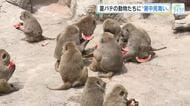 「暑中お見舞い、申し上げます。スイカです」　夏バテ気味のアヌビスヒヒに大好物のプレゼント　広島
